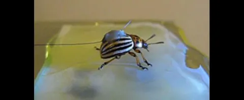 BIO-ADHESIVE, AN ALTERNATIVE TO SUTURING DAMAGED TISSUES AND ORGANS