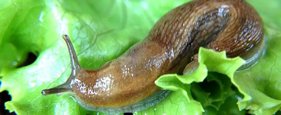 SLUG GLUE EYED AS ALTERNATIVE FOR SUTURES