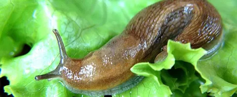 SLUG GLUE EYED AS ALTERNATIVE FOR SUTURES