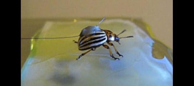 BIO-ADHESIVE, AN ALTERNATIVE TO SUTURING DAMAGED TISSUES AND ORGANS